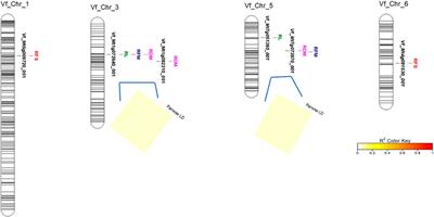 Genome-wide association mapping for root traits associated with frost tolerance in faba beans using KASP-SNP markers